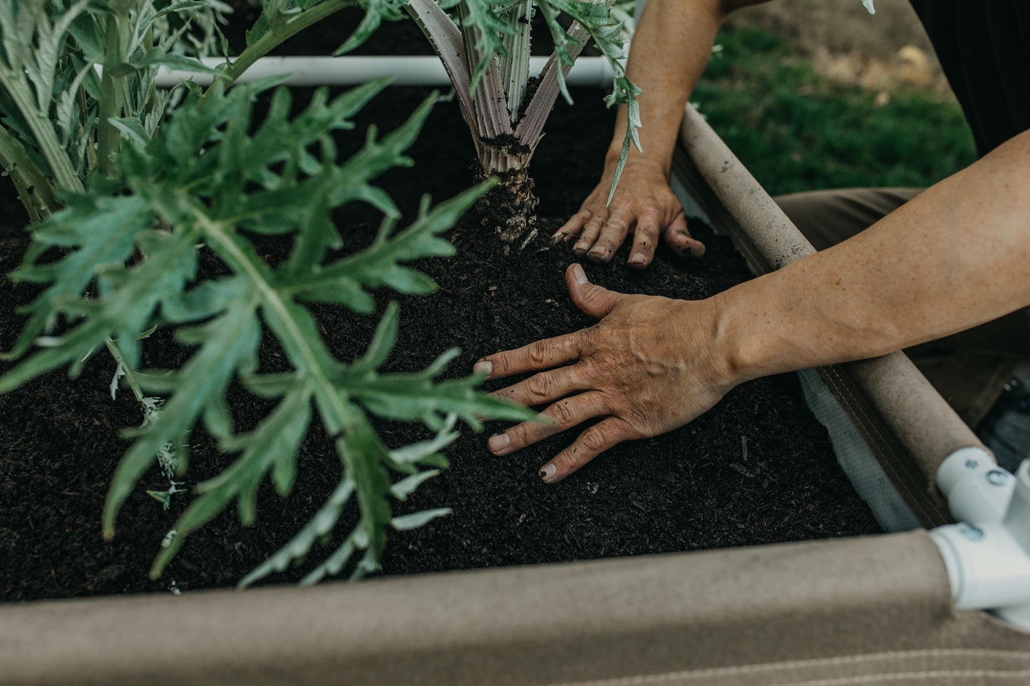 Grassroots Living Soil Beds