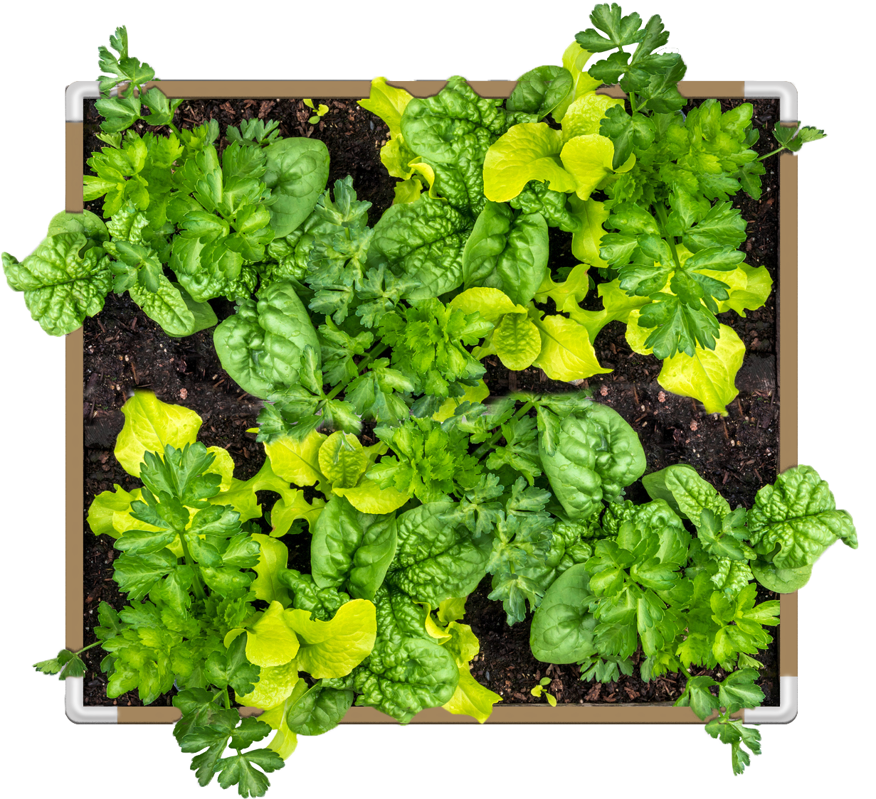Grassroots Living Soil Beds